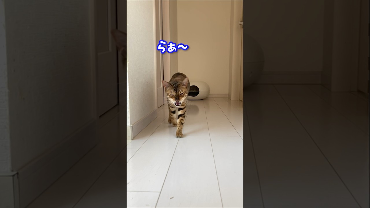 歌を歌うベンガル猫が可愛すぎた #shorts
