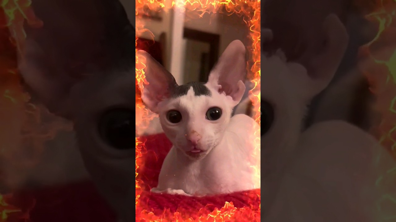 Cat cornish rex cat - Slot Cats Videos #catsagram #kittendaily #cats #catshorts #cat #catslover