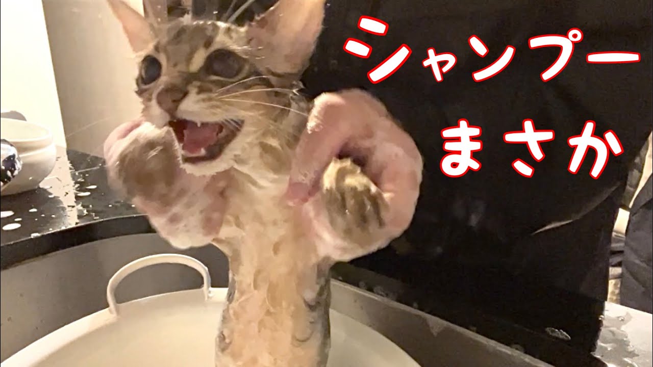 【閲覧注意】素人のお母さんが張り切ると僕が辛かった❣️【ソマリ】