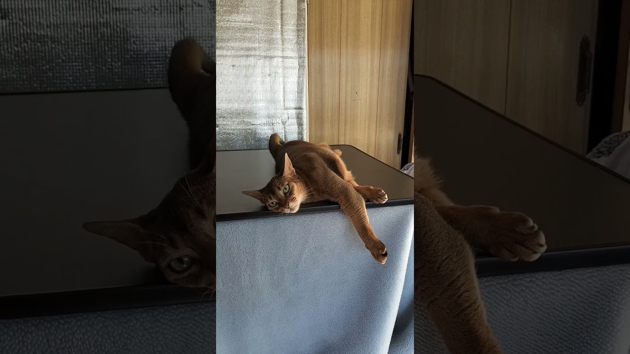 ネコ動画あび＃1841　#shorts　あびの毎日　アビシニアン　あび