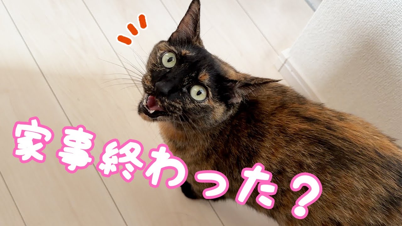 子供みたいに賢いサビ猫がこちらです！