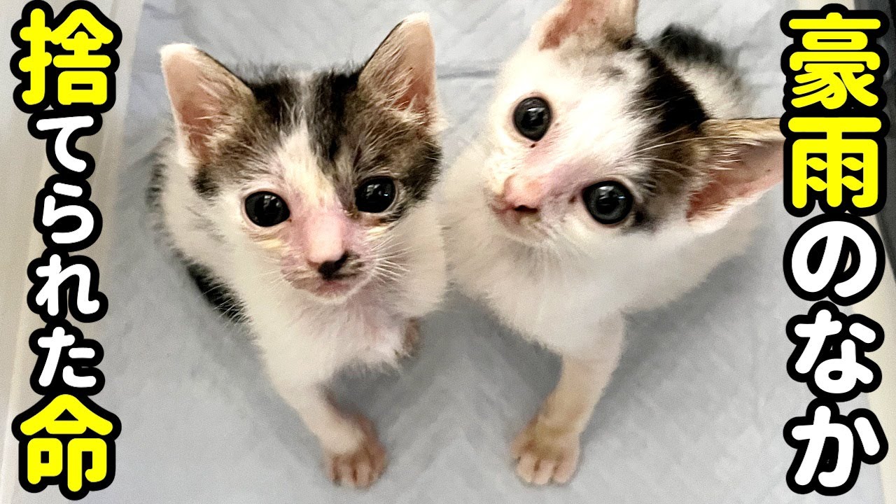 豪雨のなか捨てられた子猫兄弟が保護されました