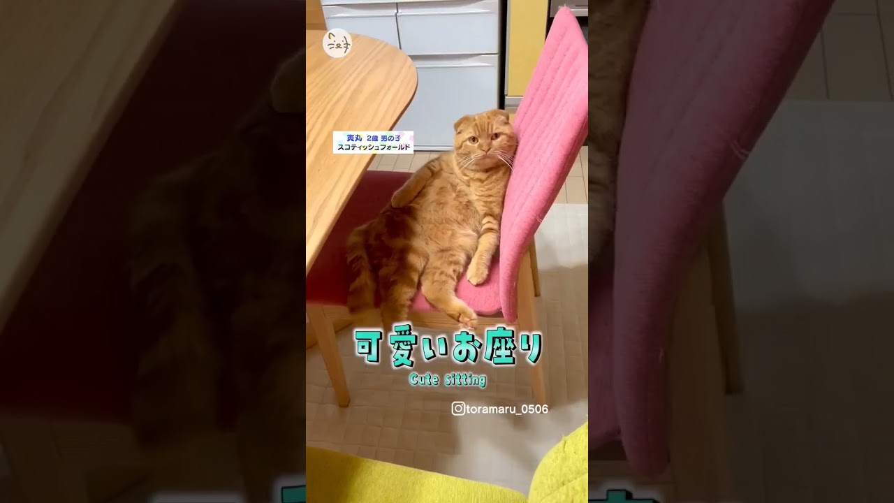 可愛いお座り！スコティッシュフォールド「寅丸くん」🐈Cute sitting！ #猫王国 #スコティッシュフォールド #猫のいる暮らし #shorts