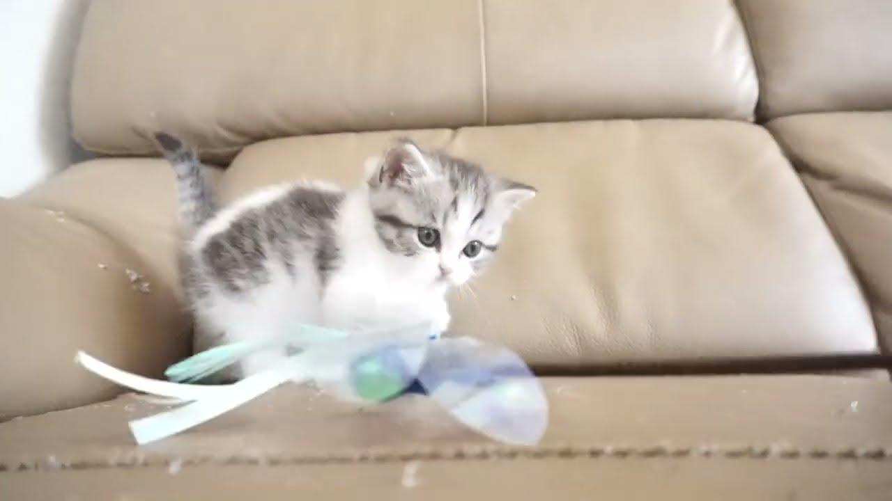 セルカークレックス子猫　2023.6.18産まれ 　ブラックタビー&ホワイト　　男の子　シーダキャット猫のお店