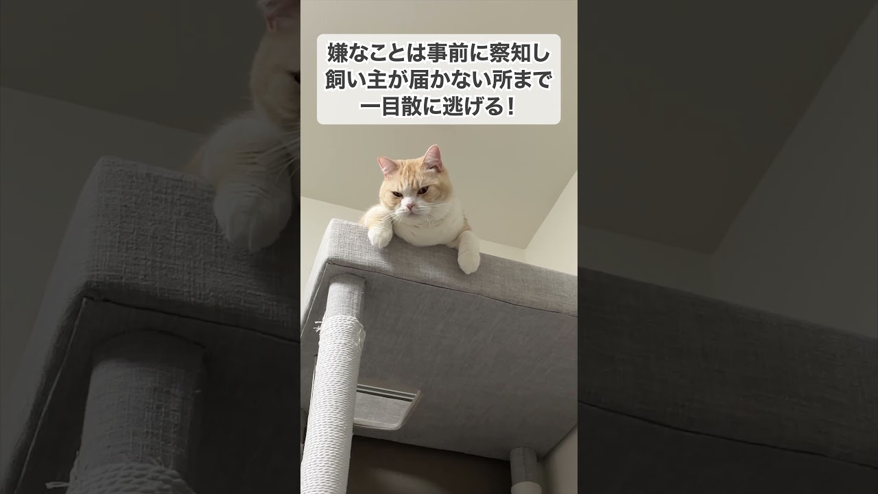 猫あるある #スコティッシュフォールド #ブリティッシュショートヘア #猫 #猫あるある #猫動画 #面白い猫
