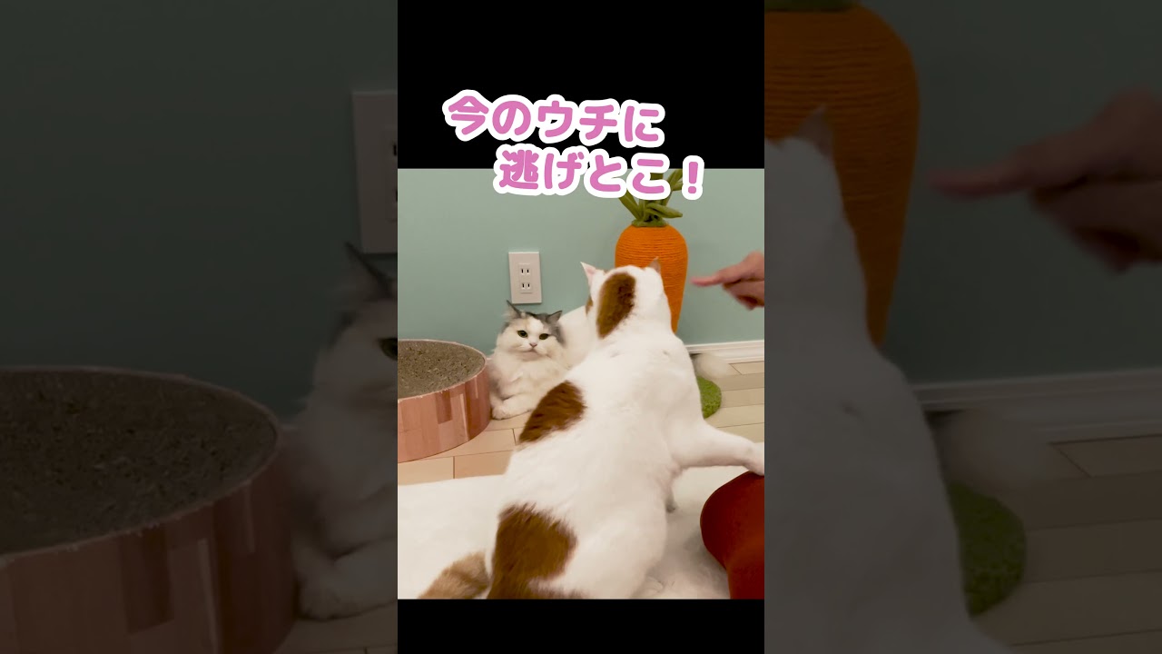 完全に詰んだ猫 #Shorts