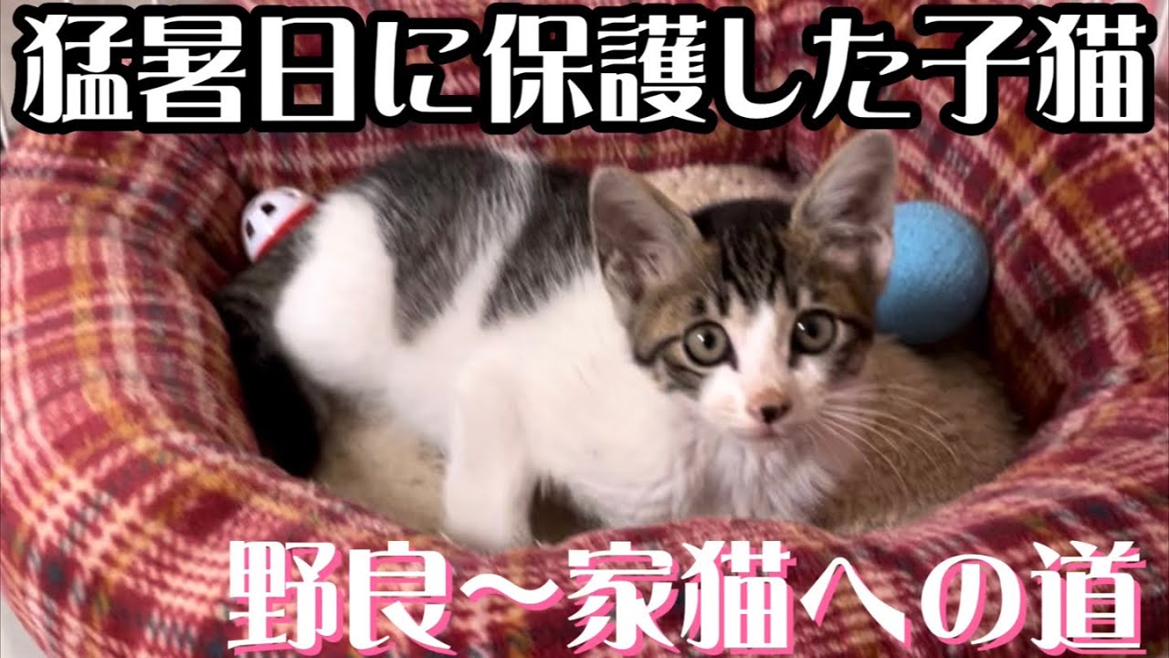 【子猫】猛暑日に保護した威嚇が凄い子猫…保護翌朝の様子
