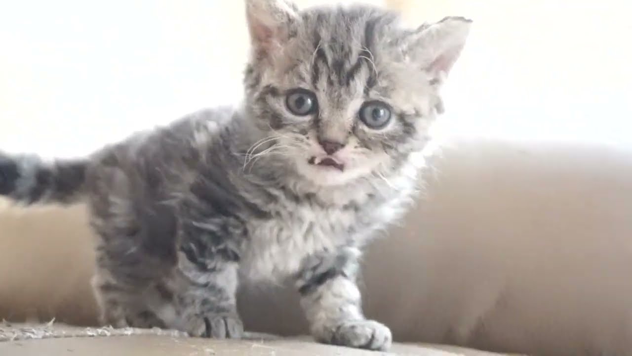 セルカークレックス子猫　2023.6.18産まれ 　ブラウンタビー　　女の子　シーダキャット猫のお店