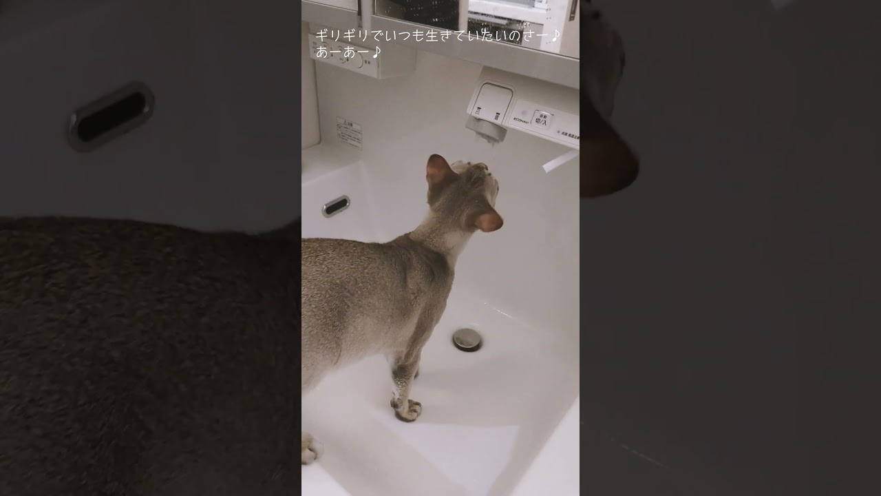水で遊ぶ子猫・・・どうやら水が苦手ではない！？#シンガプーラ#子猫#shorts