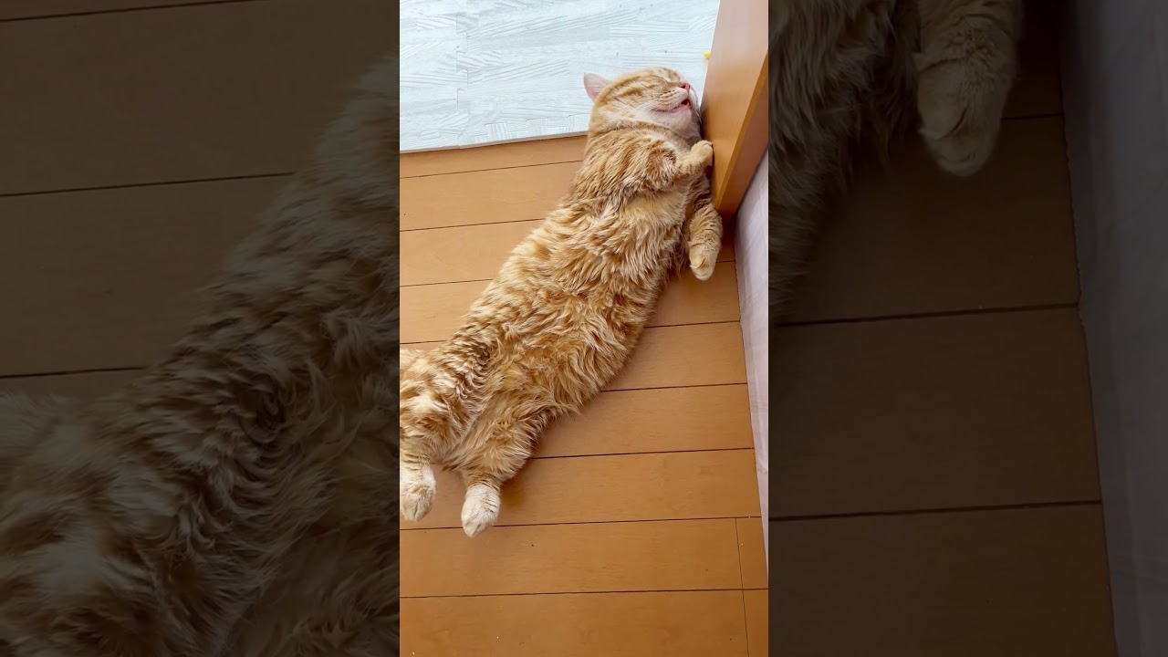 周りがバタバタしてても決して起きない猫 #shorts