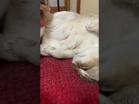 へそ天 #short #シンガプーラ　#成猫