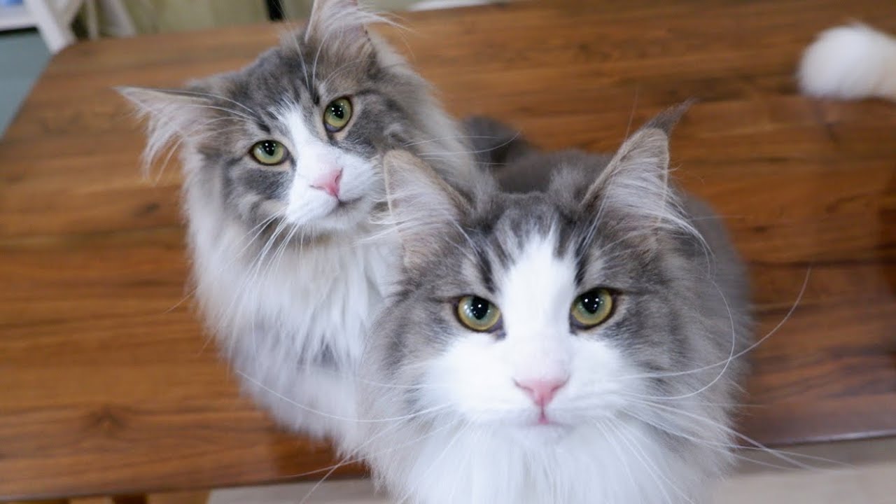 【仲良しです】やんちゃ兄弟のバトルをノーカットでお見せしますwwwノルウェージャンフォレストキャット