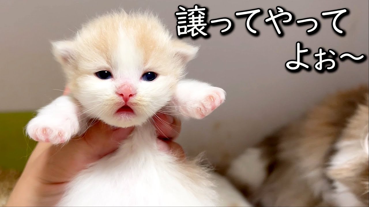 【マンチカンの子猫】赤ちゃんの妹が小さいので母乳譲ってやってよぉ～な件 ∼猫のいる生活Vol.765~ 出産動画 マンチカン短足・ミヌエット・ペルシャ猫専門ブリーダー『ペット蔵人』【子猫の成長記録】