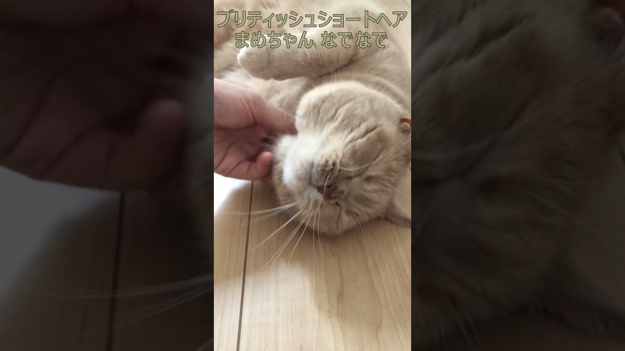 ブリティッシュショートヘア 飼い猫まめちゃん なでなで #Shorts