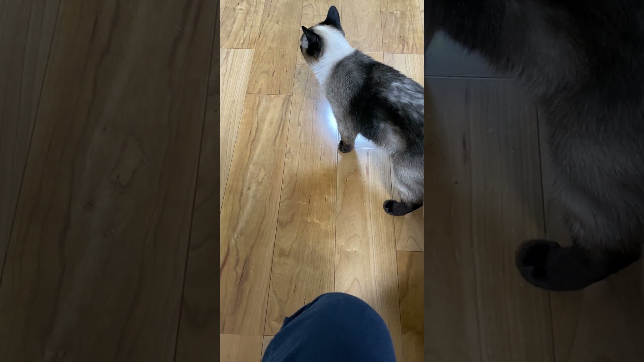 【2023.07.24】今日のシャム猫のふくさん（音無し）【たぬき猫】 #shorts