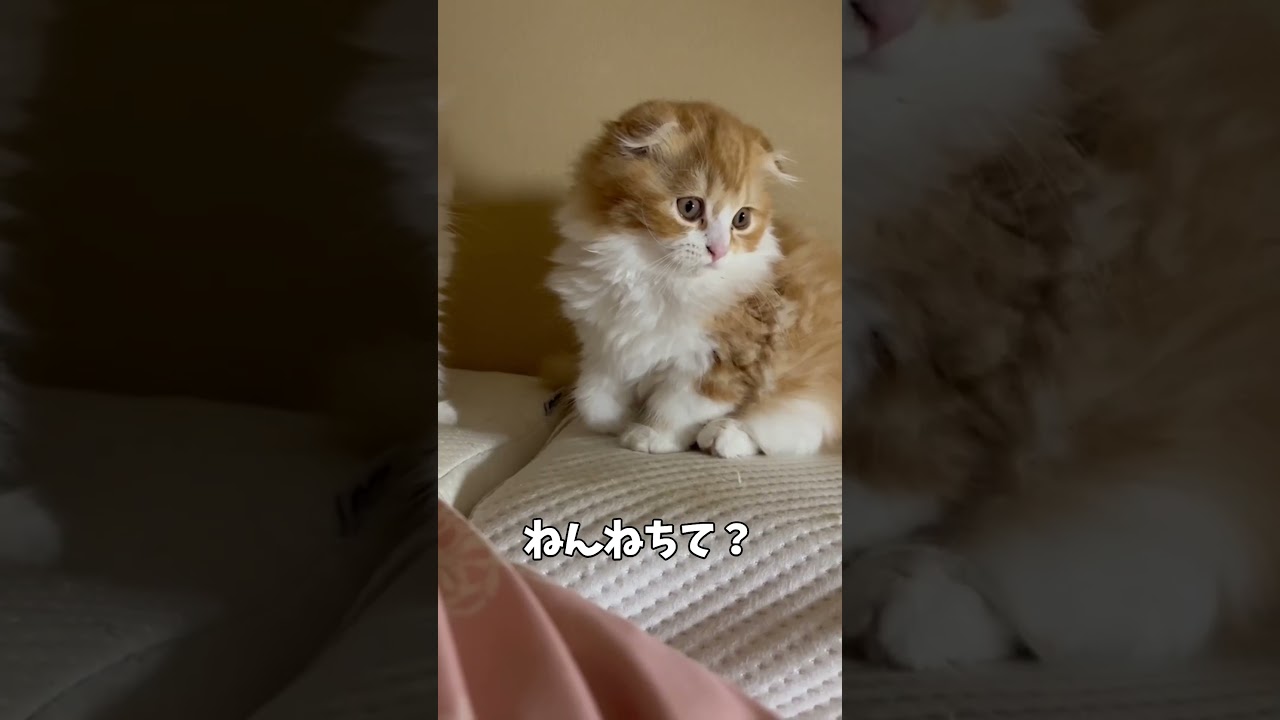 夫婦の枕を子猫が占領してました...【ミヌエット】#Shorts