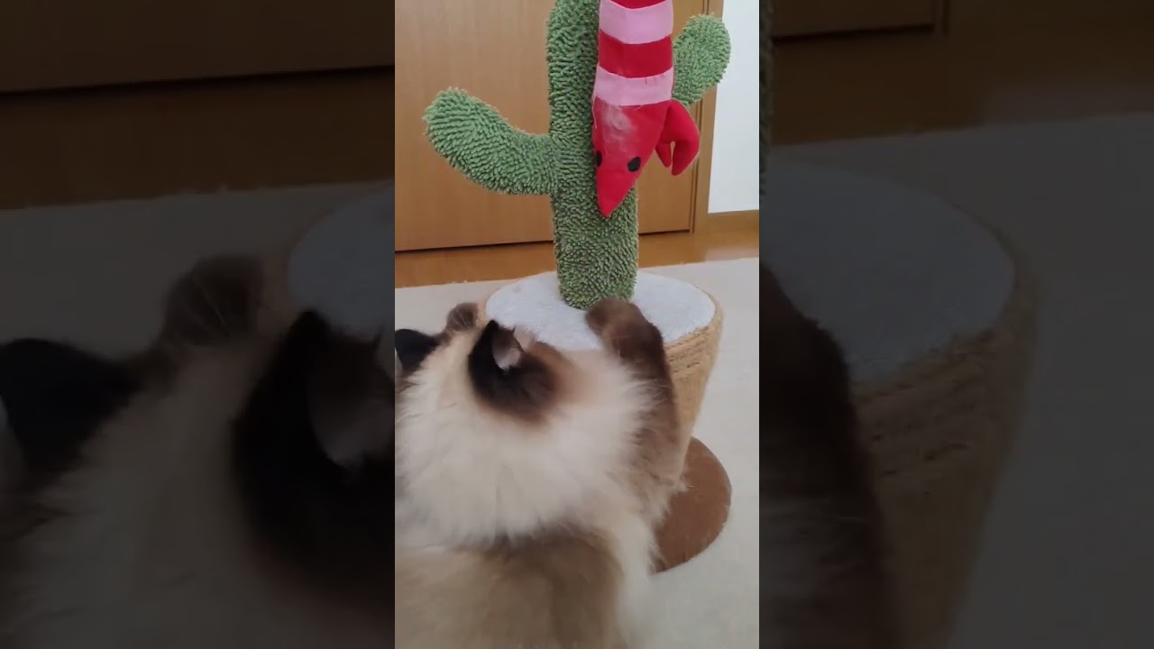 【ヒマラヤン】遊びのクセが強い猫 #猫 #ヒマラヤン #ペルシャ #ペット