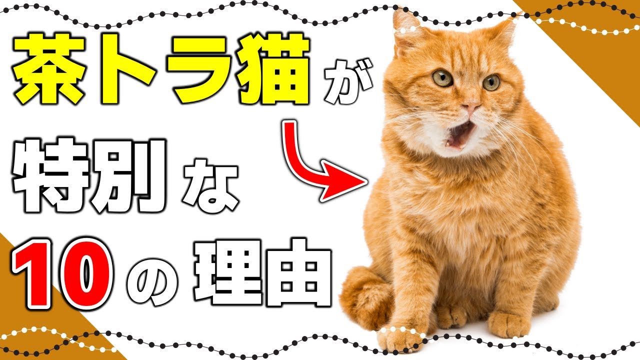 【茶トラ猫の面白い真実10選】茶トラ猫が特別な理由とは