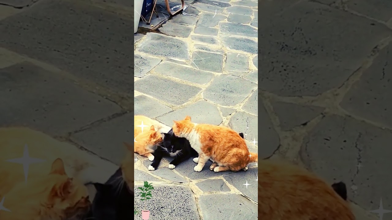 Brown Cats Are Loving With Black Cat /#shorts #ytshort