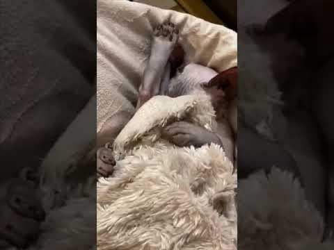 No one can convince me Sphynx cats aren't aliens👽 #sphynxcat #sphynx #baldcat #weirdcats #funnycats