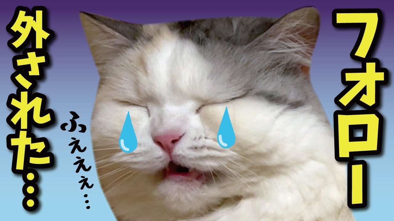 【悲報】有名猫YouTuberさんからフォロー解除されました…【関西弁でしゃべる猫】