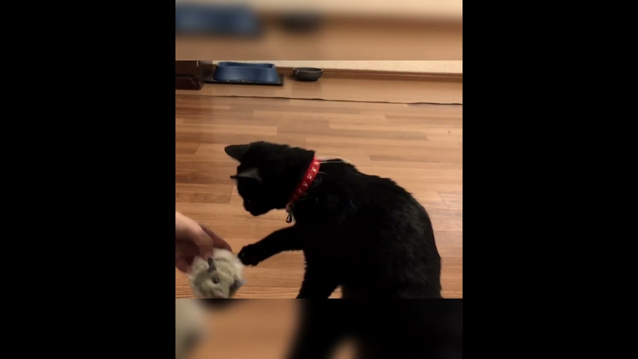 【ちー】新しいおもちゃで遊ばせてみた①　#cat #日本猫 #shorts #黒猫