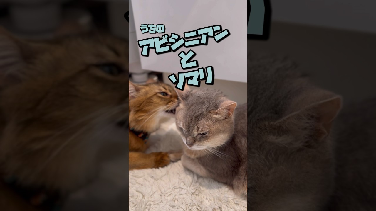 うちのアビシニアンとソマリのくっちゃね