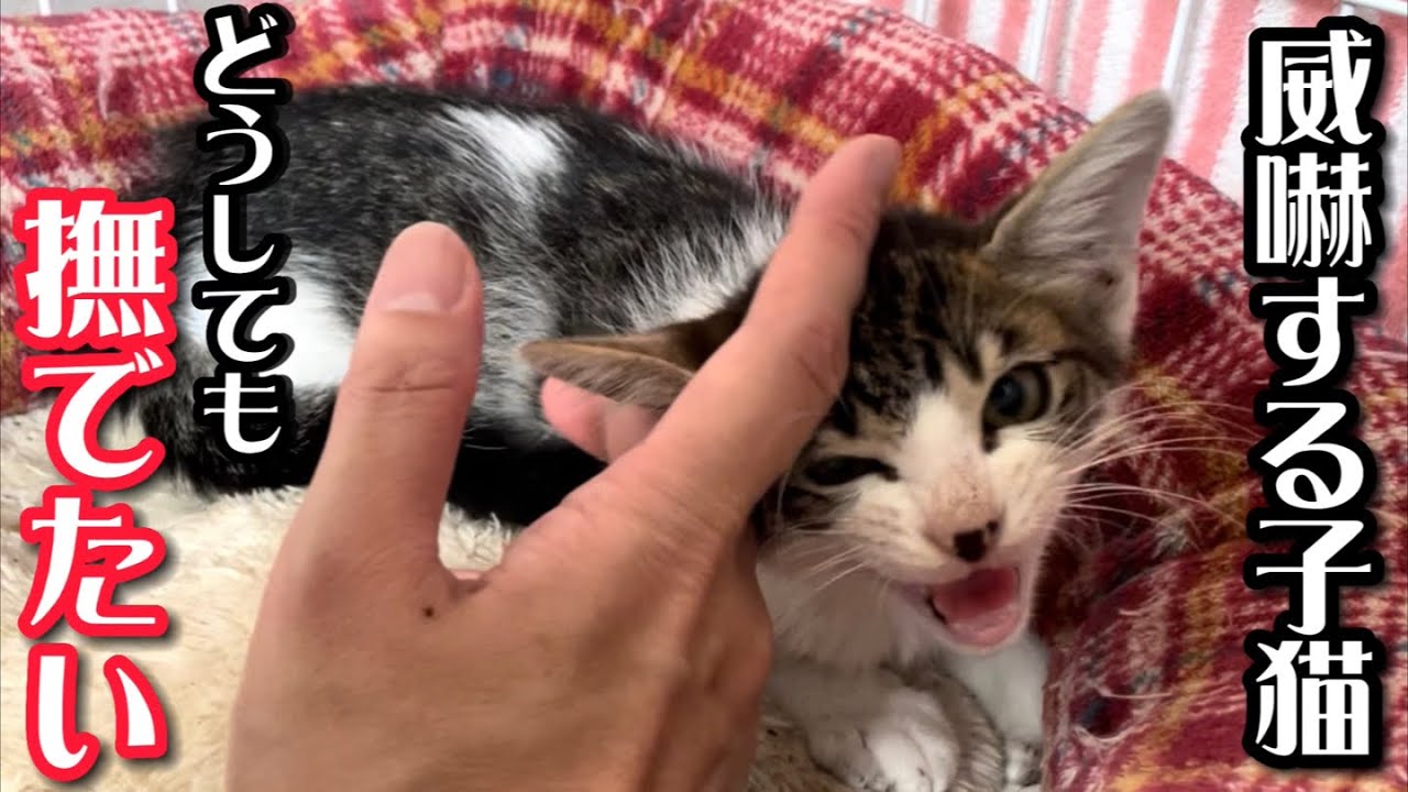 【子猫】威嚇が激しい保護した子猫を撫でてあげたい、その結末は…