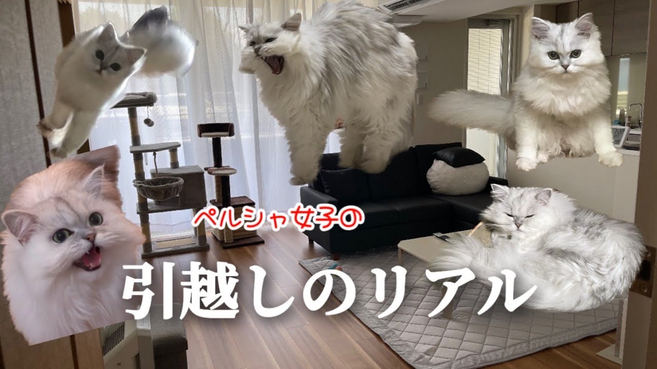 ペルシャ女子の引越しのリアル【猫動画】