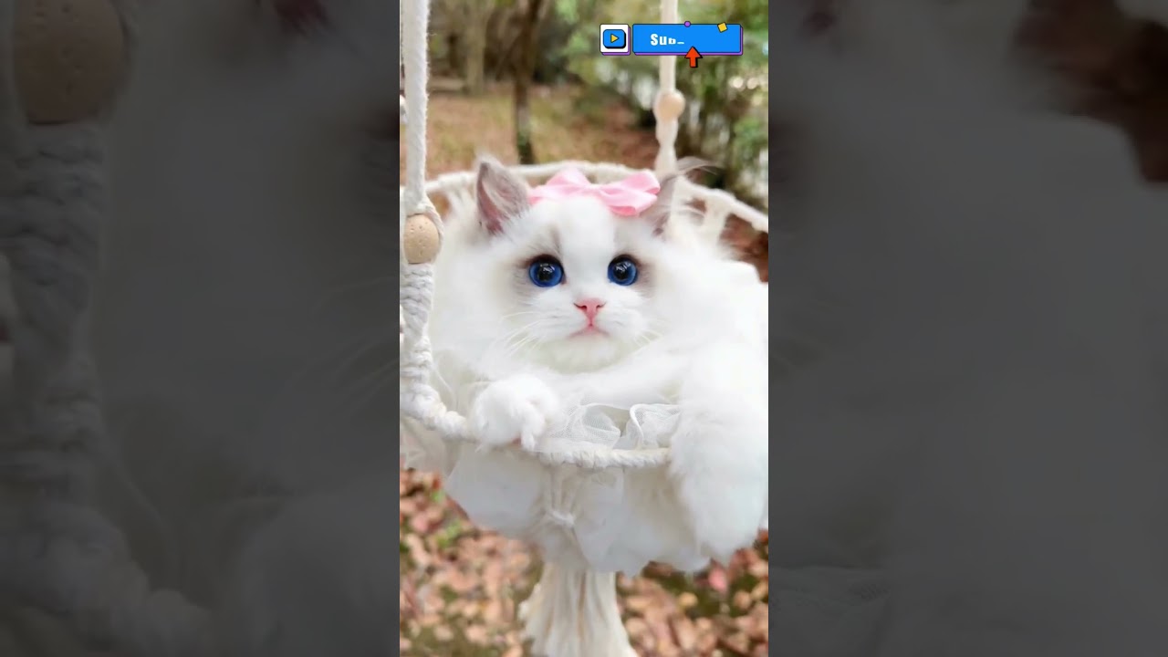 Elegent Ragdoll Kitten 🐈#shorts #shortvideo #youtubeshorts #ytshorts #cat #pets #foryou