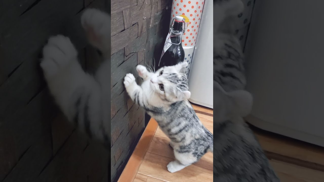 [子猫] (短足マンチカン×アメリカンカール)キンカロー~なんだ~このひも～気になるなぁ～😃  #S8