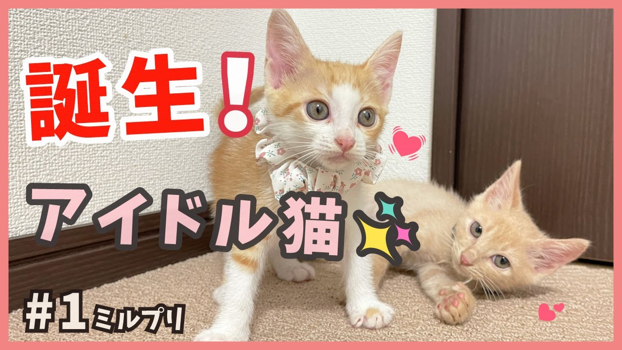 【保護 アイドル猫】可愛い子猫を保護したら、裏の顔は威嚇バリバリで暴走ニャンコでした…笑【キュンキュンこんび・ミルプリ1】/ cute kittens are idols
