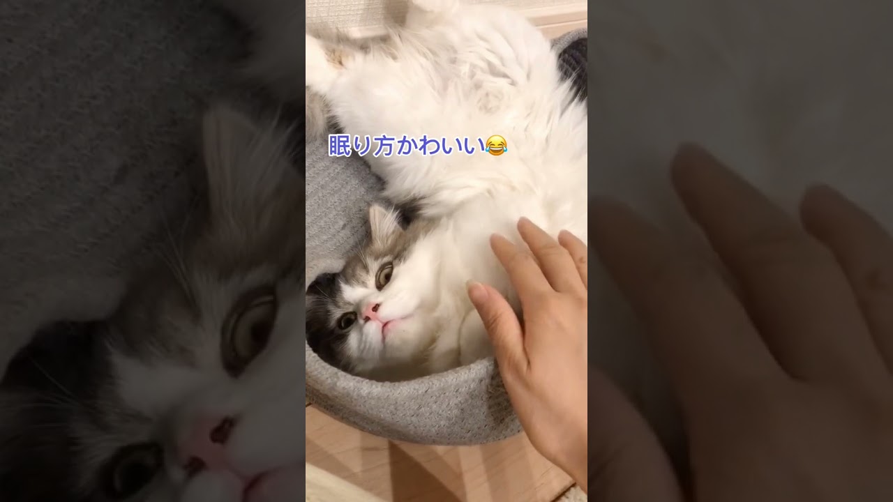 こんな眠り方する猫いる？#shorts #セルカークレックス #Kucing