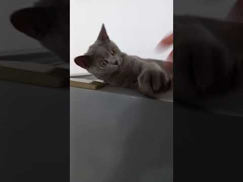 My Cat so cute #tvtuyetanh #puppycutefun