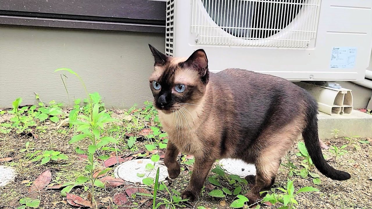 家に戻ってくれないシャム猫の元へトラックが停まり再び発車した結果🚛