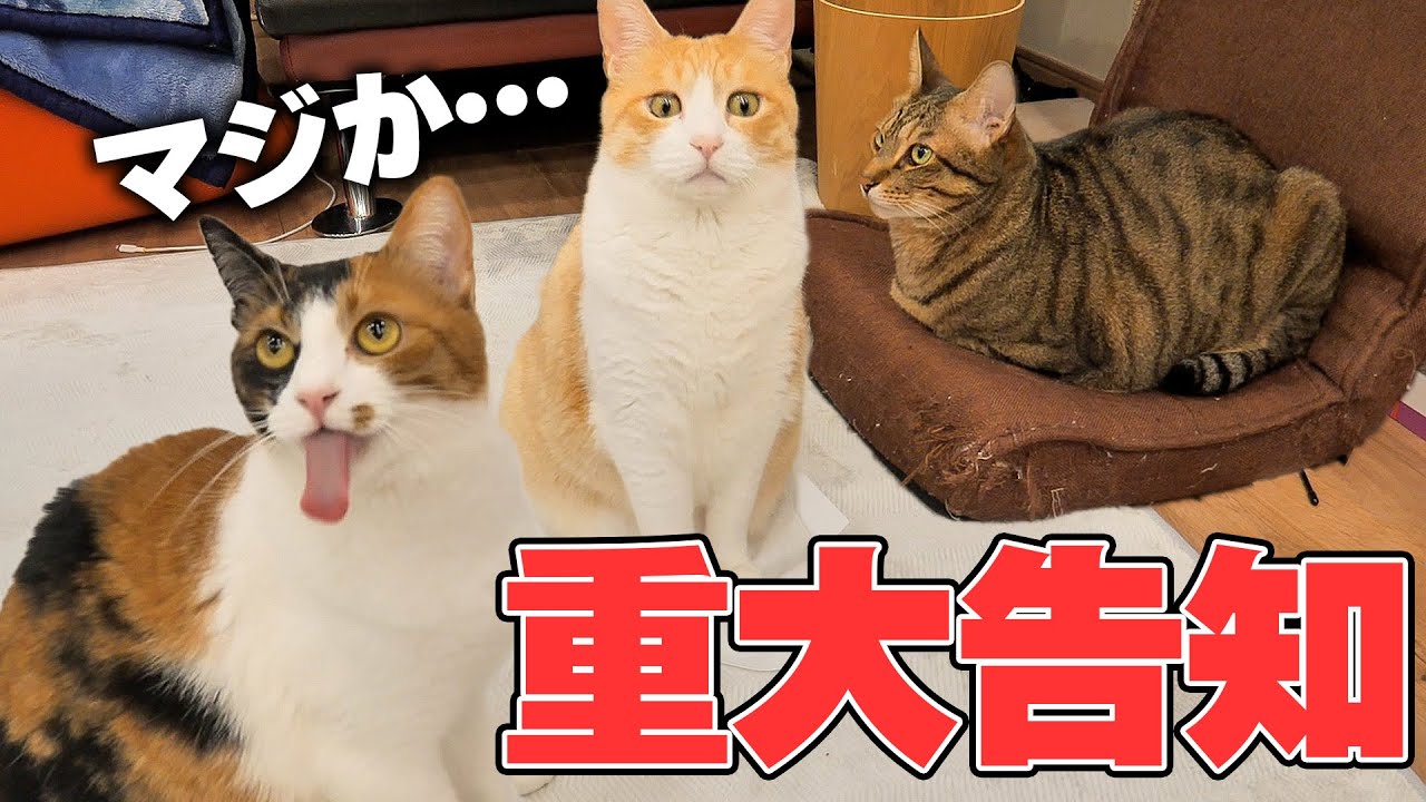 【４年ぶり】猫たちから重大告知があります…！！！！