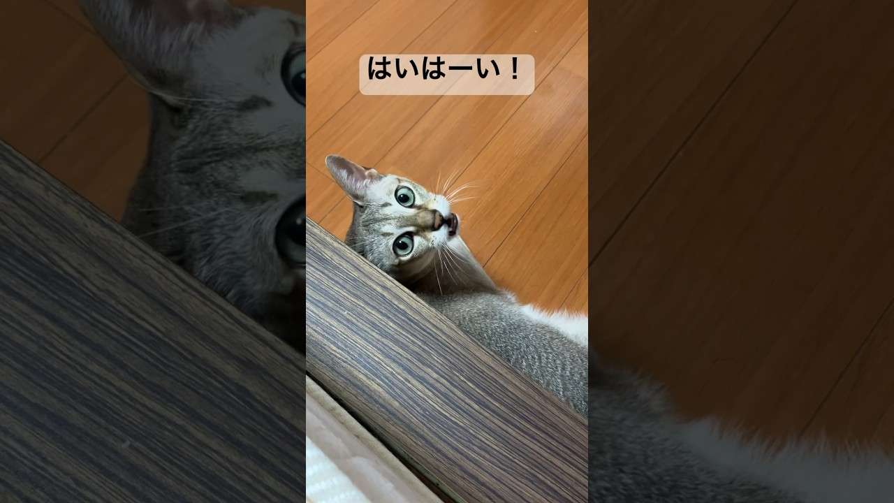 呼び掛けへのレスポンスが素晴らしいシンガプーラ