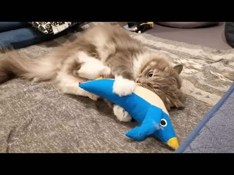 またたび入りおもちゃで性格が豹変する猫【サイベリアンのラフィ】#shorts