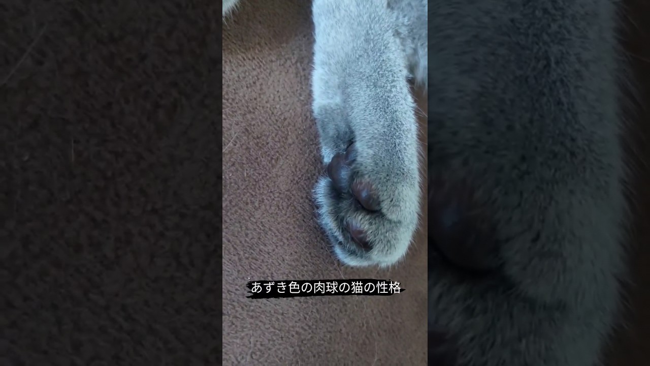 肉球でわかる猫の性格