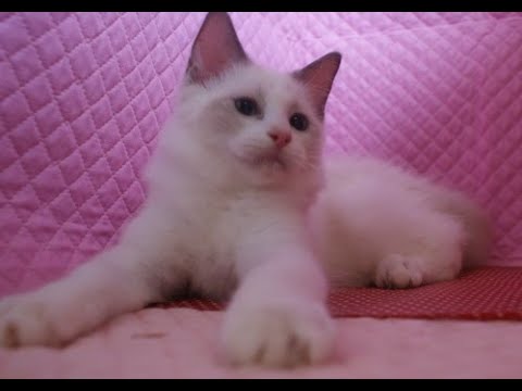 #ラグドール#ブルーポイントバイカラー#04/01/2023♂