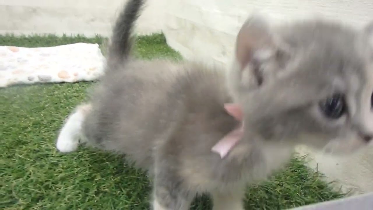 Coo&RIKU　No00642124 アメリカンカール