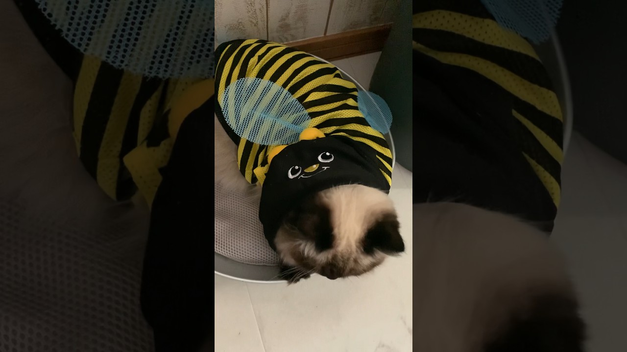 ハチさんぶーんぶーん #猫 #ヒマラヤン #日常 #猫のいる生活 #ダイソー