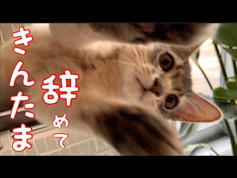 【癒し閲覧注意】アソコあんまり刺激しないで…お願い❣️【ソマリ】