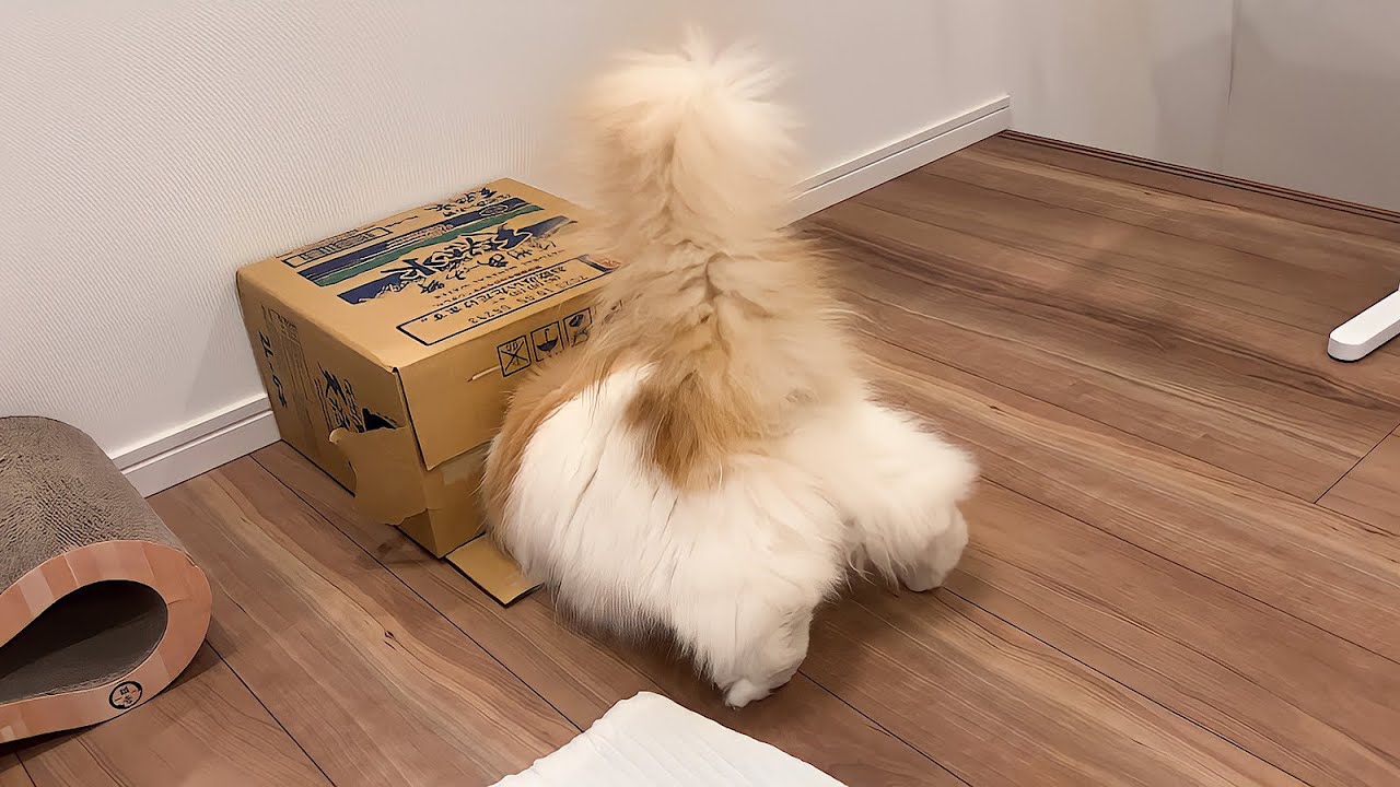 愛猫が無理して狭い隙間に入って大変なことに！