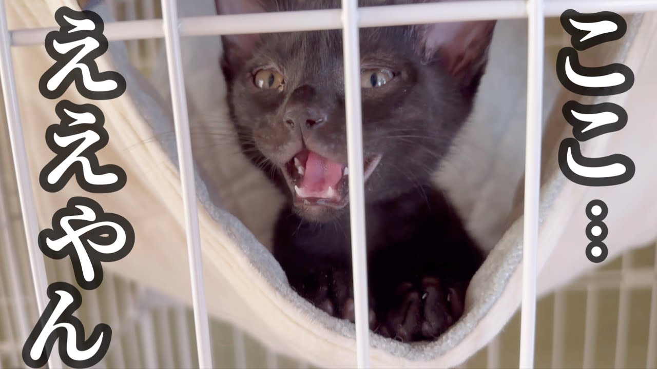 子猫にハンモックをプレゼントしたら喜んでくれたました！
