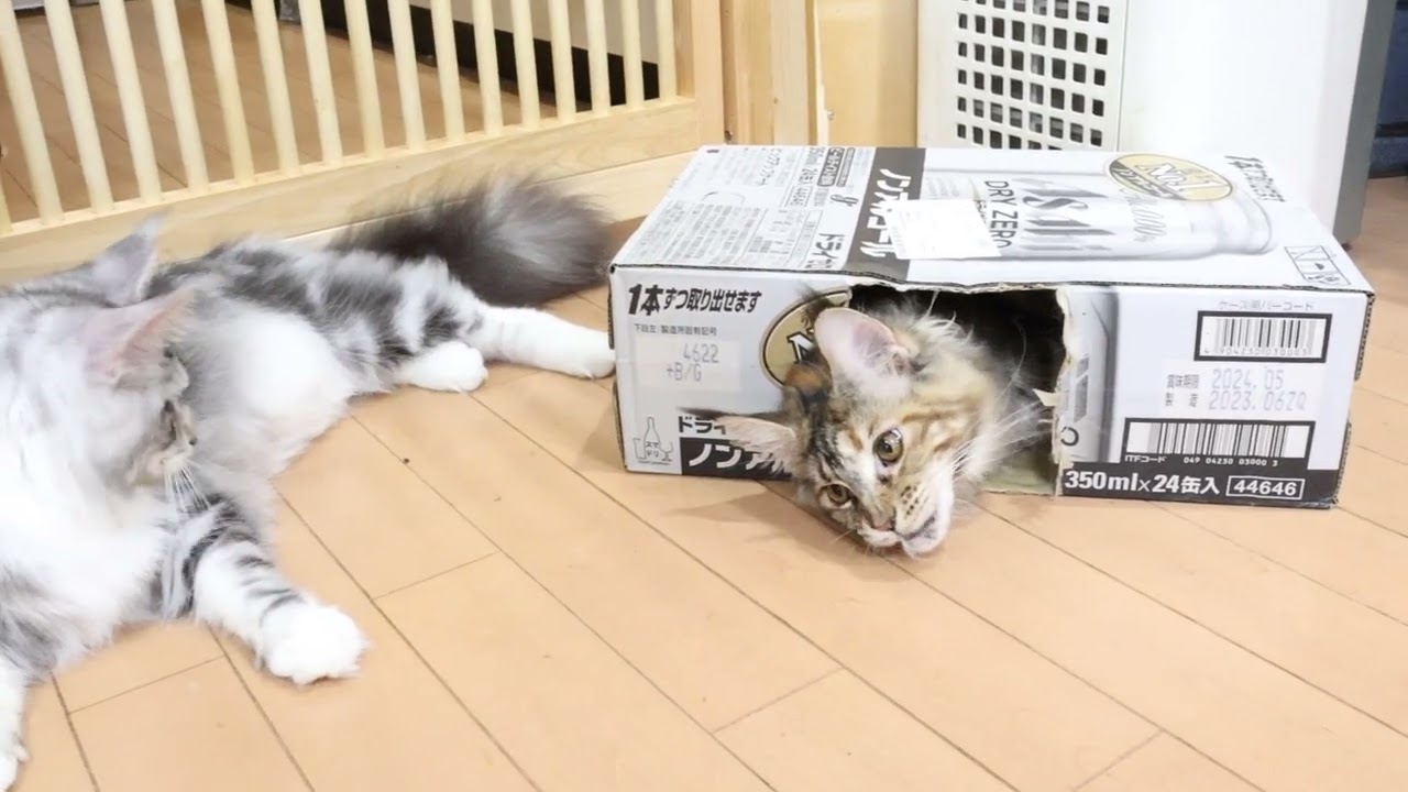 朝もお転婆メインクーン子猫イドゥナちゃん