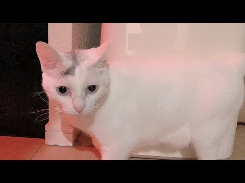 【怪奇現象】猫が夜中に突然おかしな事になりました