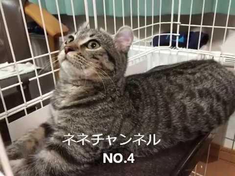 ネネ4（アメリカンカール　猫）