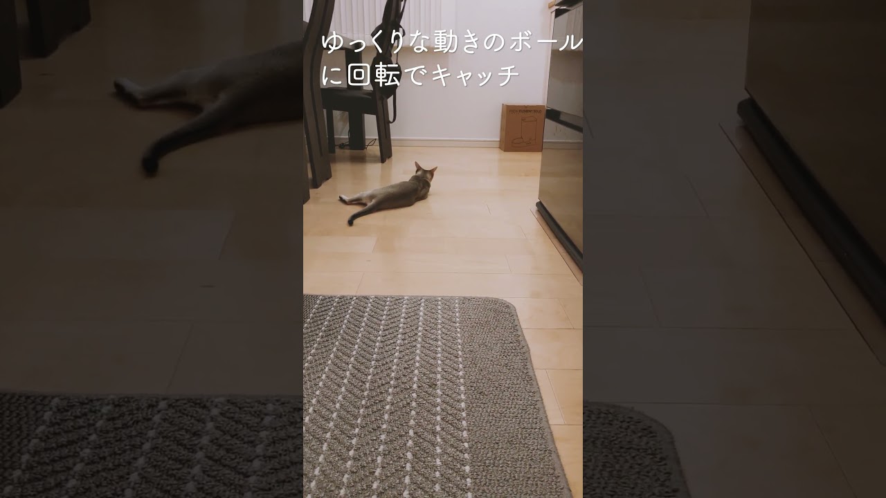 全力で遊ぶシンガプーラの子猫　A singapura kitten playing hard　#singapura #shorts　#子猫