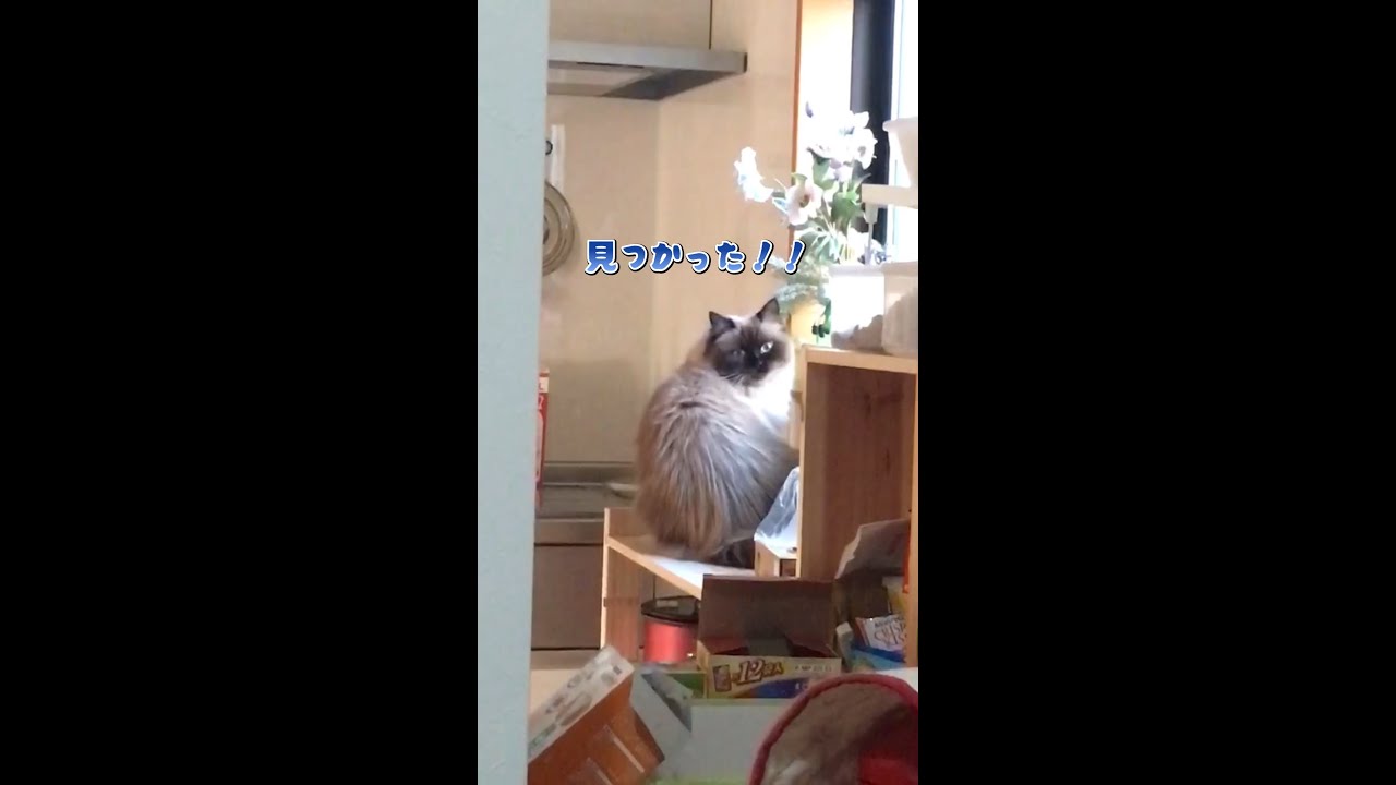 悪戯の注意の仕方  #cat #猫  #shorts  #ヒマラヤン